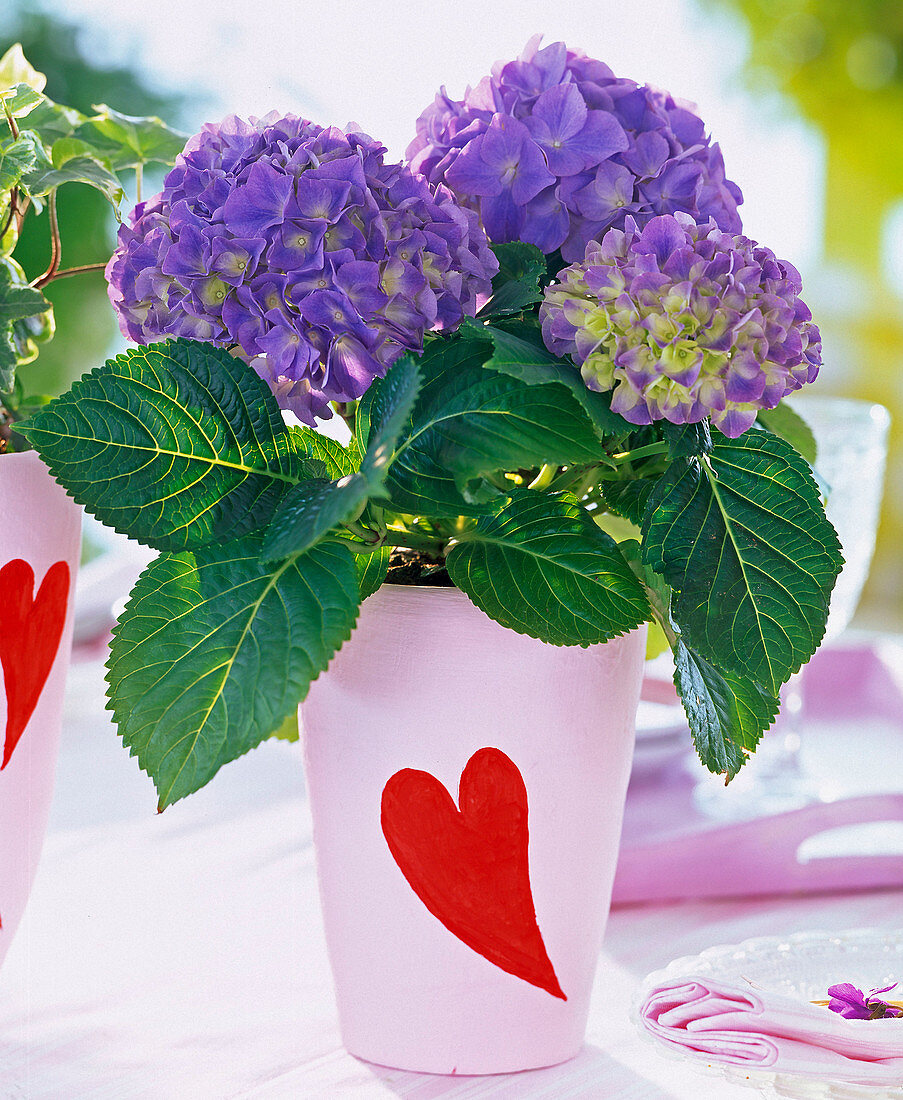 Hydrangea (blaue Hortensie) in weiß angemaltem Topf