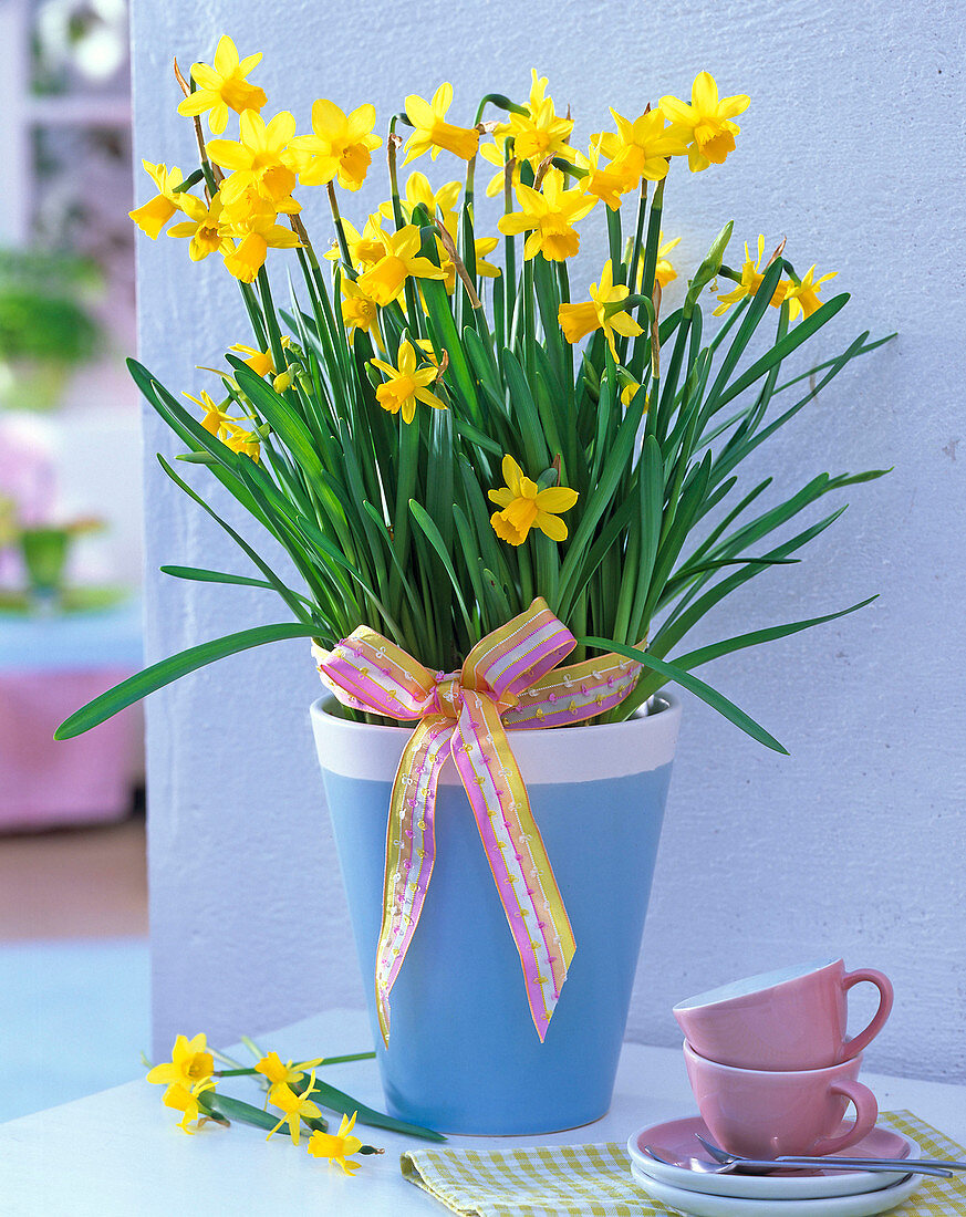 Narcissus 'Tete a Tete' (Narcissus) in blue planter with white border