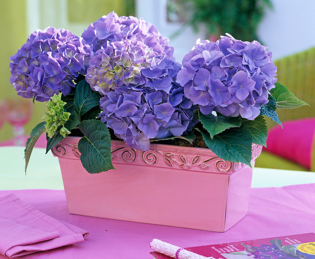 Hydrangea (blaue Hortensien) in rosa Keramikkasten