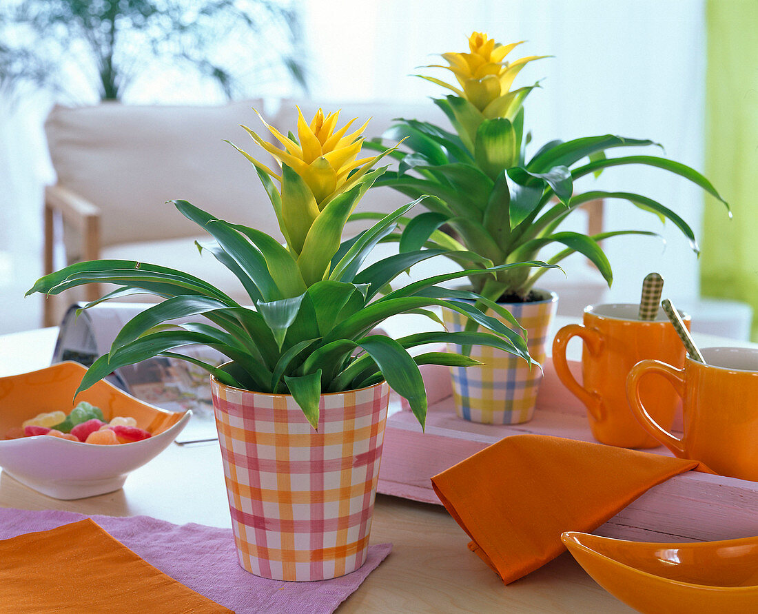 Guzmania (Yellow Guzmania) in checkered pots