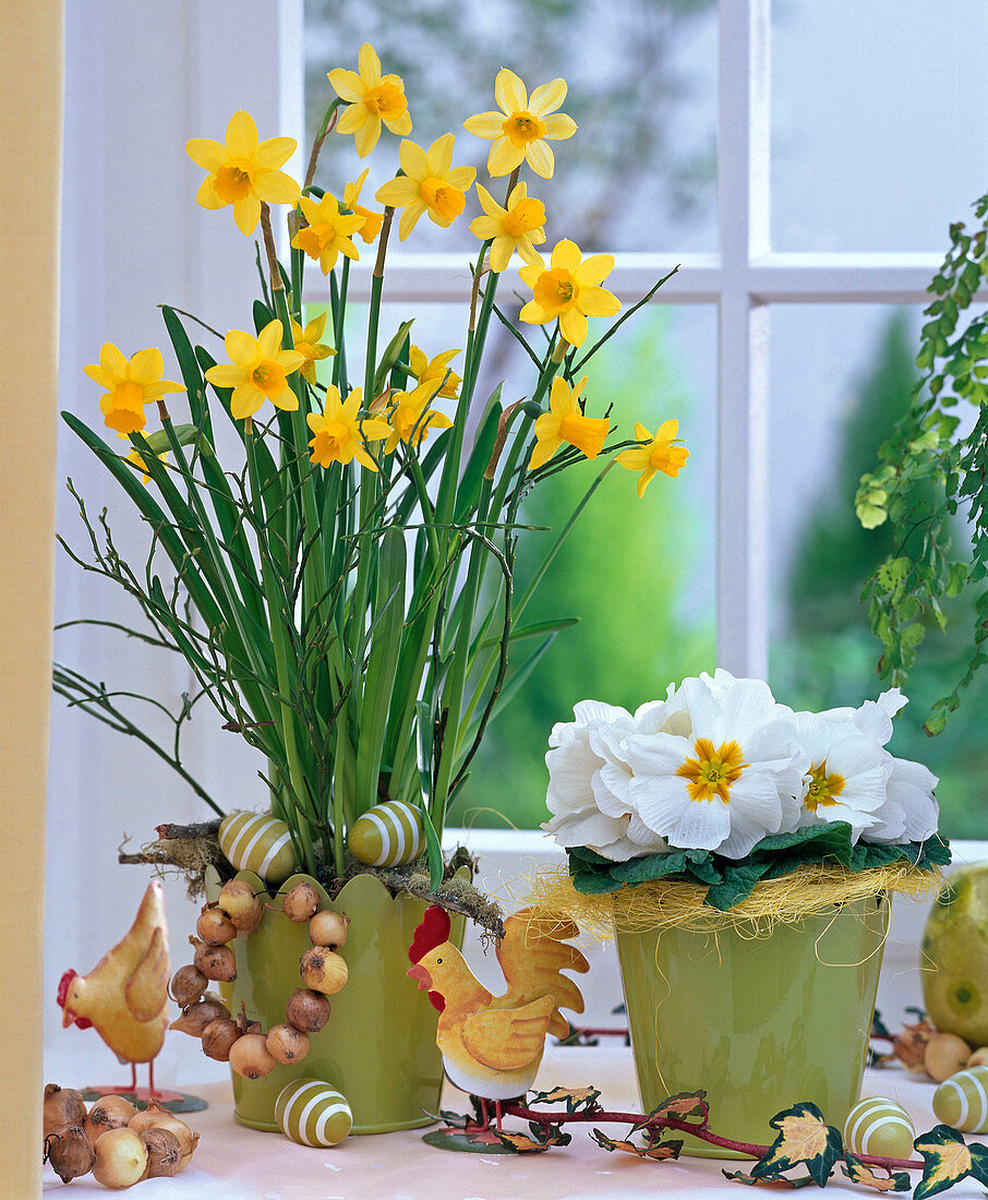 Narcissus 'Tete a Tete' (Daffodils), Primula acaulis (Spring Primrose)