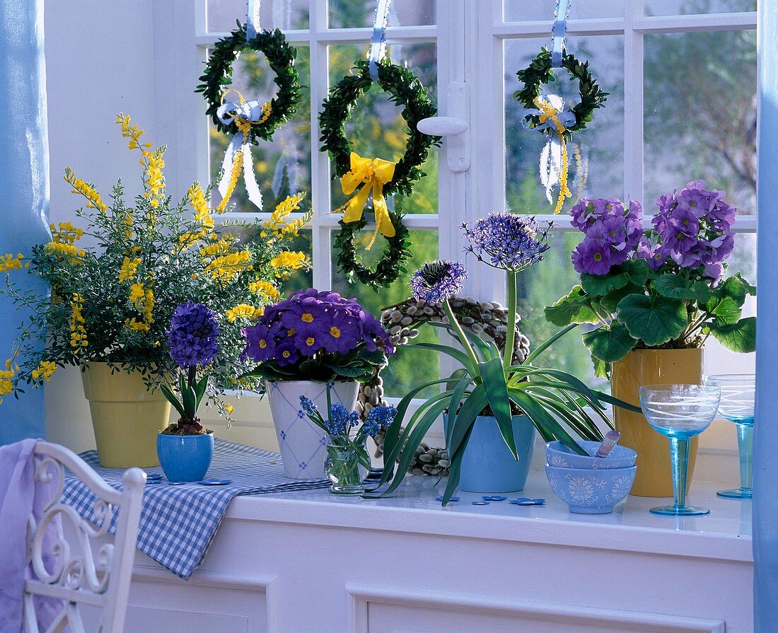 Blue-yellow window primula 'Touch Me', Primula acaulis