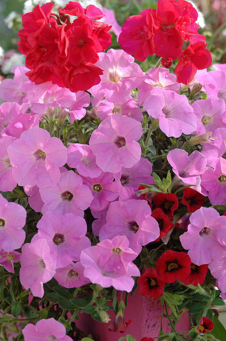 Petunia (Petunien, rosa), Million Bells und Pelargonium (Pelargonien)