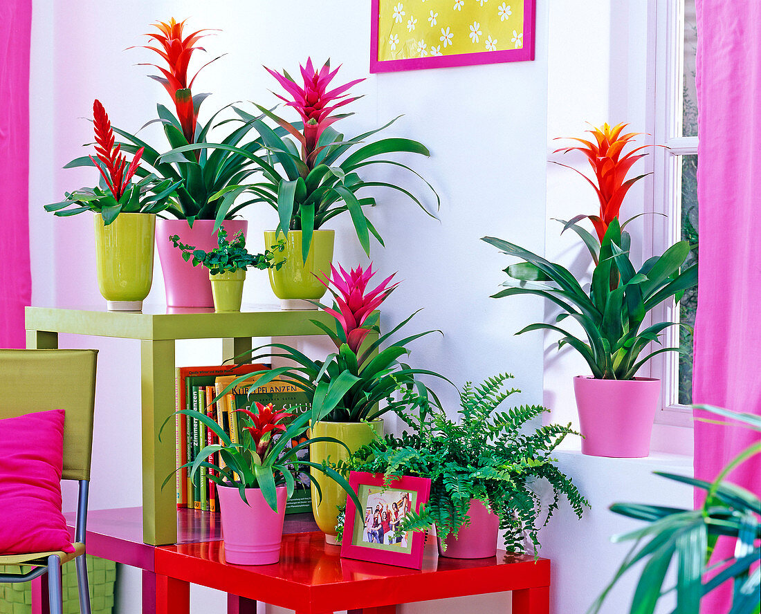 Guzmania (Guzmania), Vriesea (Flaming Sword)