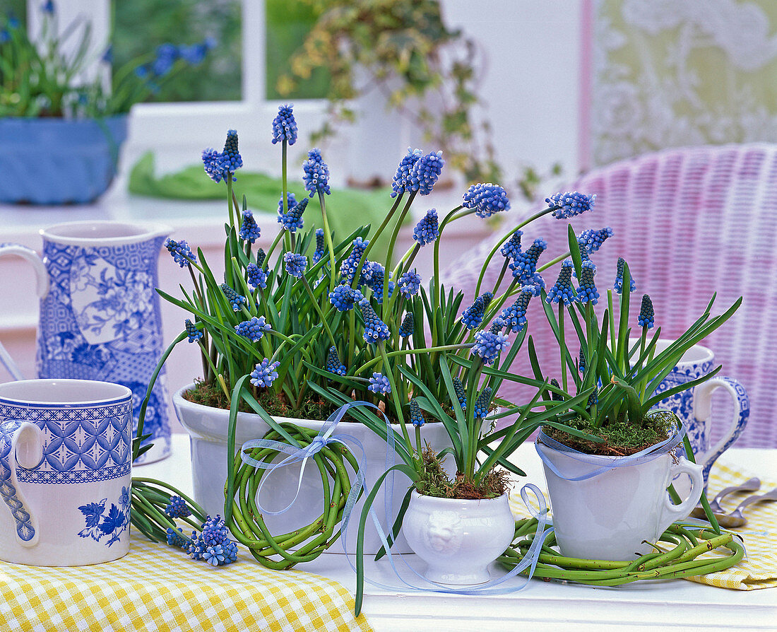 Muscari (grape hyacinths), wreaths of Cornus