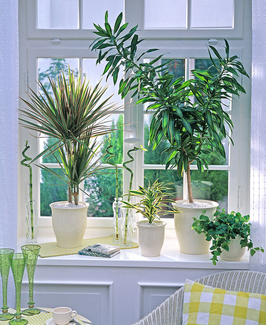 North window, Dracaena marginata 'Tricolor', Dracaena reflexa