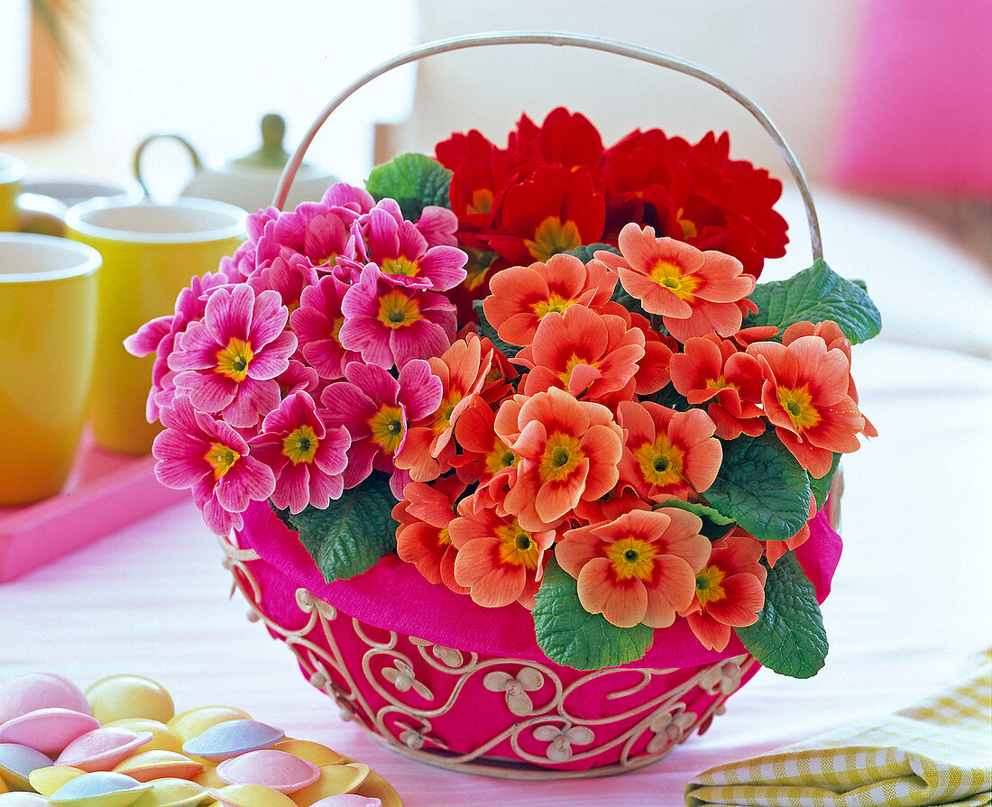 Primula acaulis (spring primrose) in metal basket