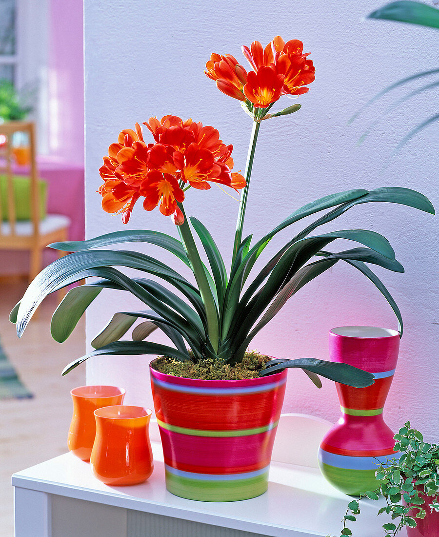 Clivia miniata (Klivie)