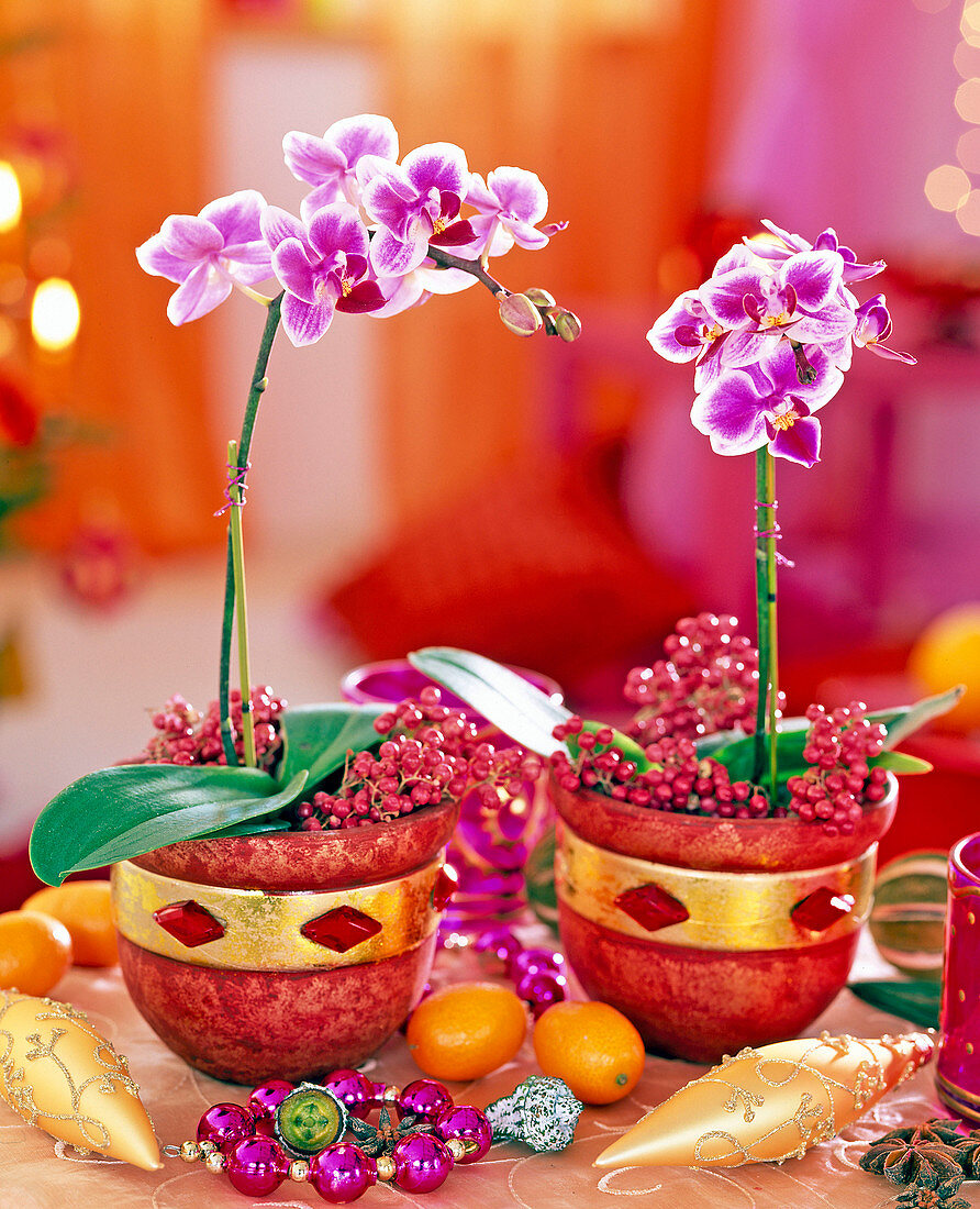 Phalaenopsis 'Petit Avenir' (Malay flower), in red pots