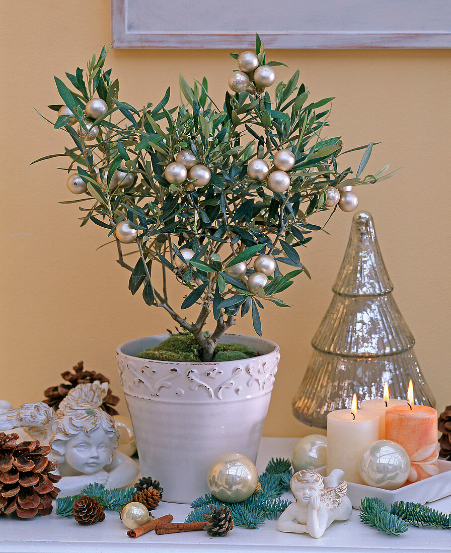 Olea europaea (Olive) in a white pot