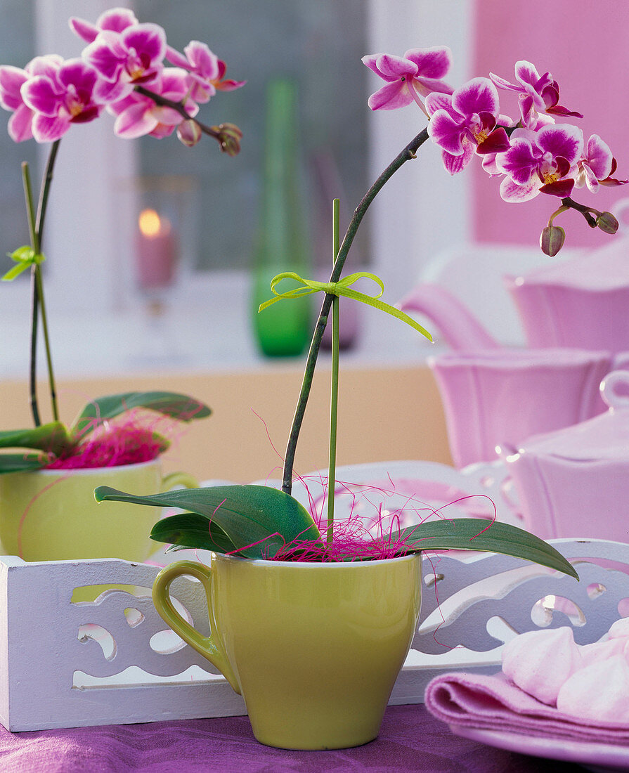 Phalaenopsis 'Petit Avenir', in green espresso cup