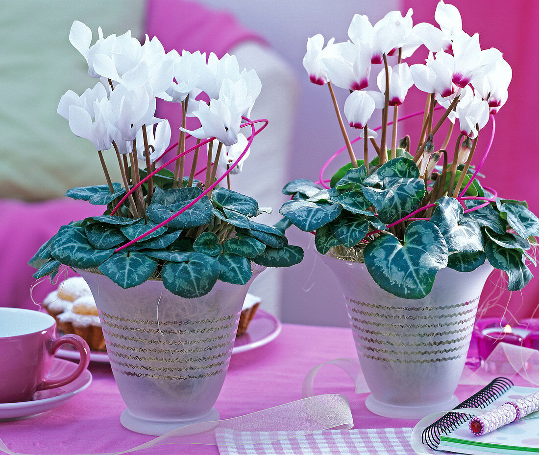 Cyclamen persicum (cyclamen), white