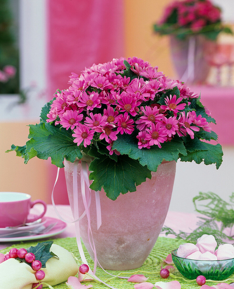 Senecio cruentus- hybrid (ash flower, pink)