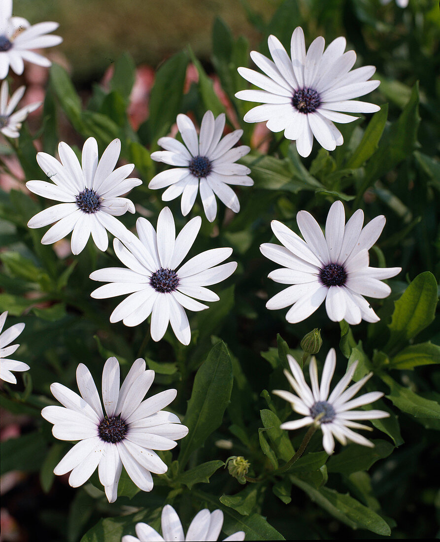 Dimorphotheca sinuata 'Polarstern' (Cape basket, white)