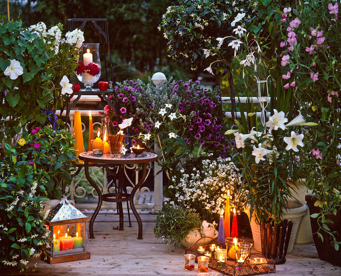 Evening balcony ,: moon wind, phlox, nicotiana