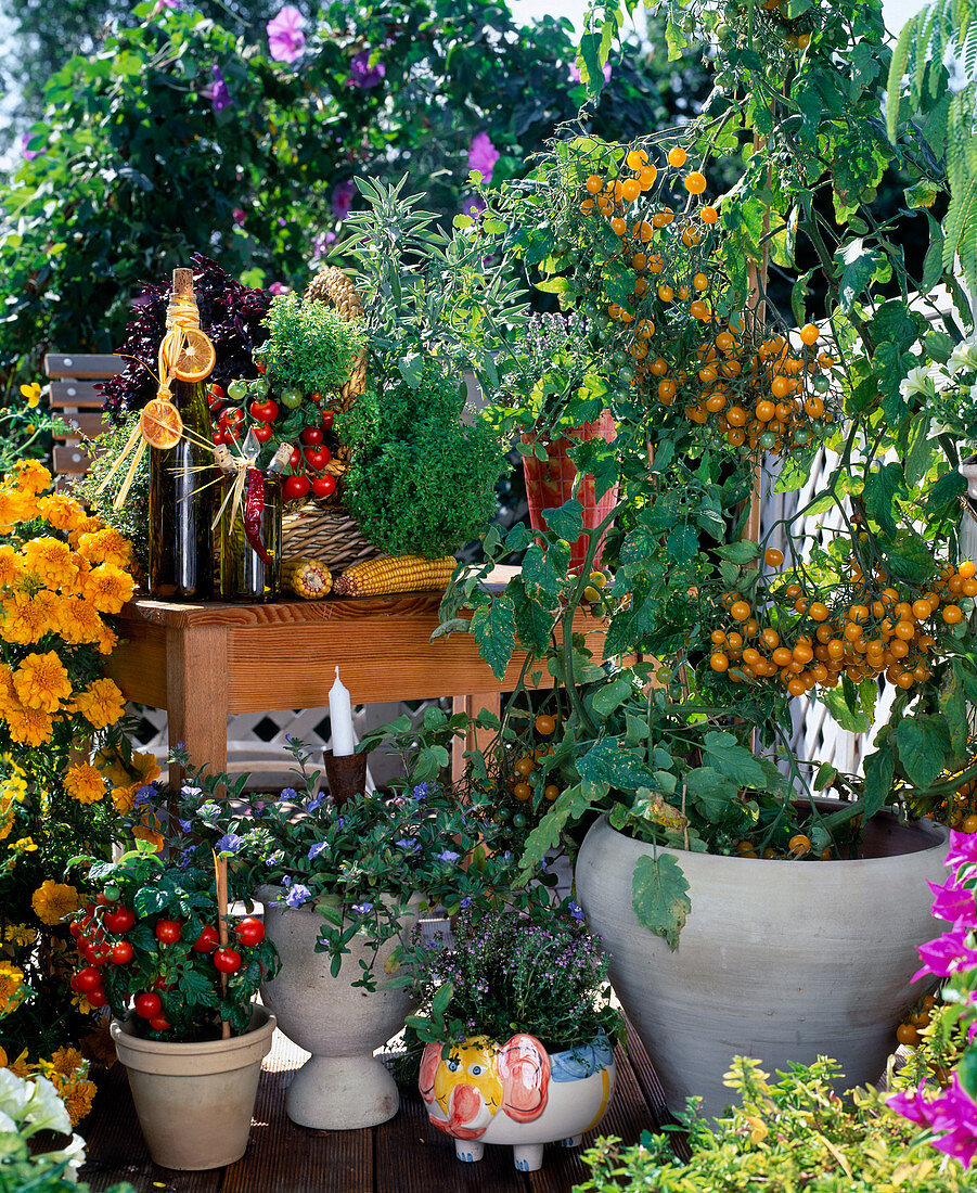 Tomato 'Mirabell', basket with basil