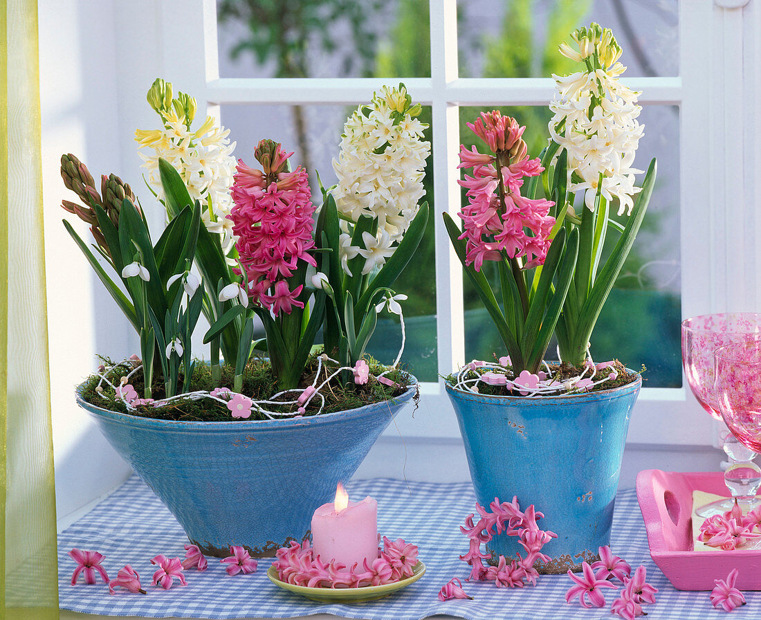 Hyacinthus (weiße und rosa Hyazinthen) in blauen Töpfen