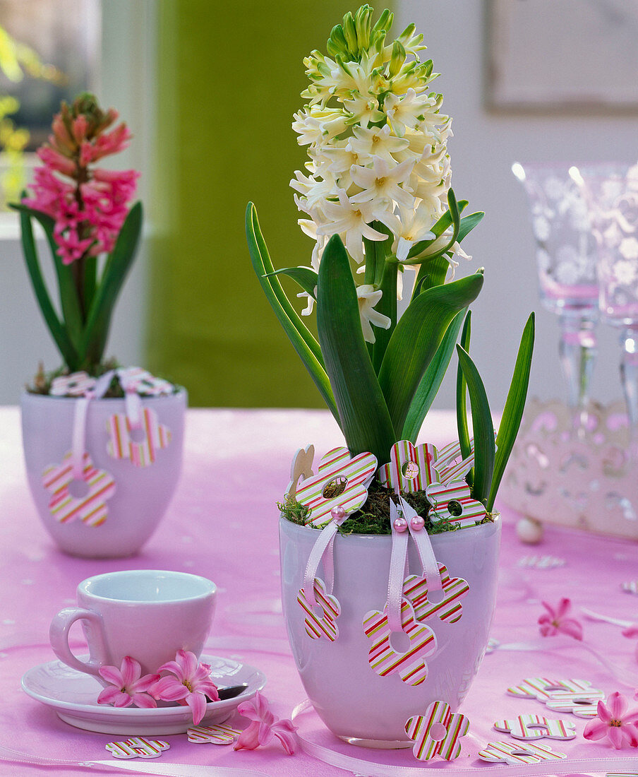 Hyacinthus (white and pink hyacinth) in pink glass vases