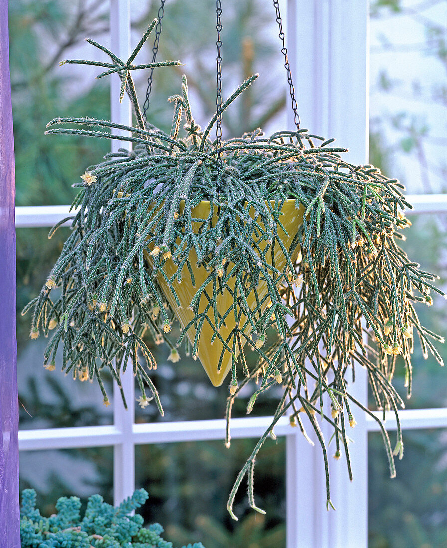 Rhipsalis pilocarpa (Rutenkaktus) in Ampel am Fenster