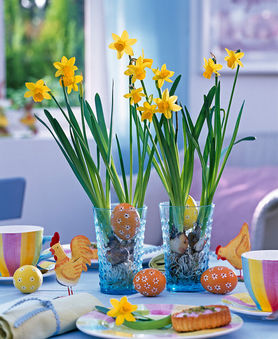 Narcissus 'Tete a tete' (daffodil) with washed-out roots