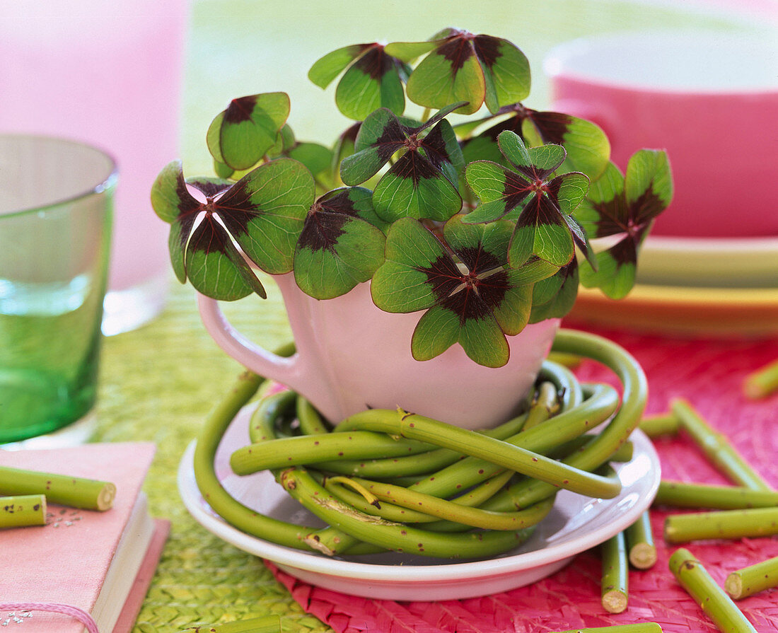 Oxalis 'Iron Cross' (Glücksklee) in Rosa Tasse