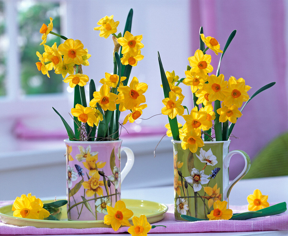 Narcissus jonquilla 'Martinette' (Narzissen) in Bechern mit Narzissenmotiv