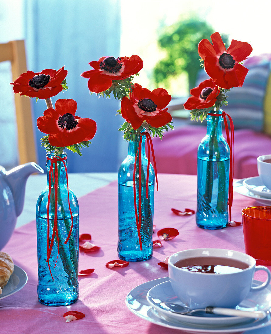 Anemone coronaria (Kronenanemone, rot) in blauen Vasen auf rosa Tischtuch