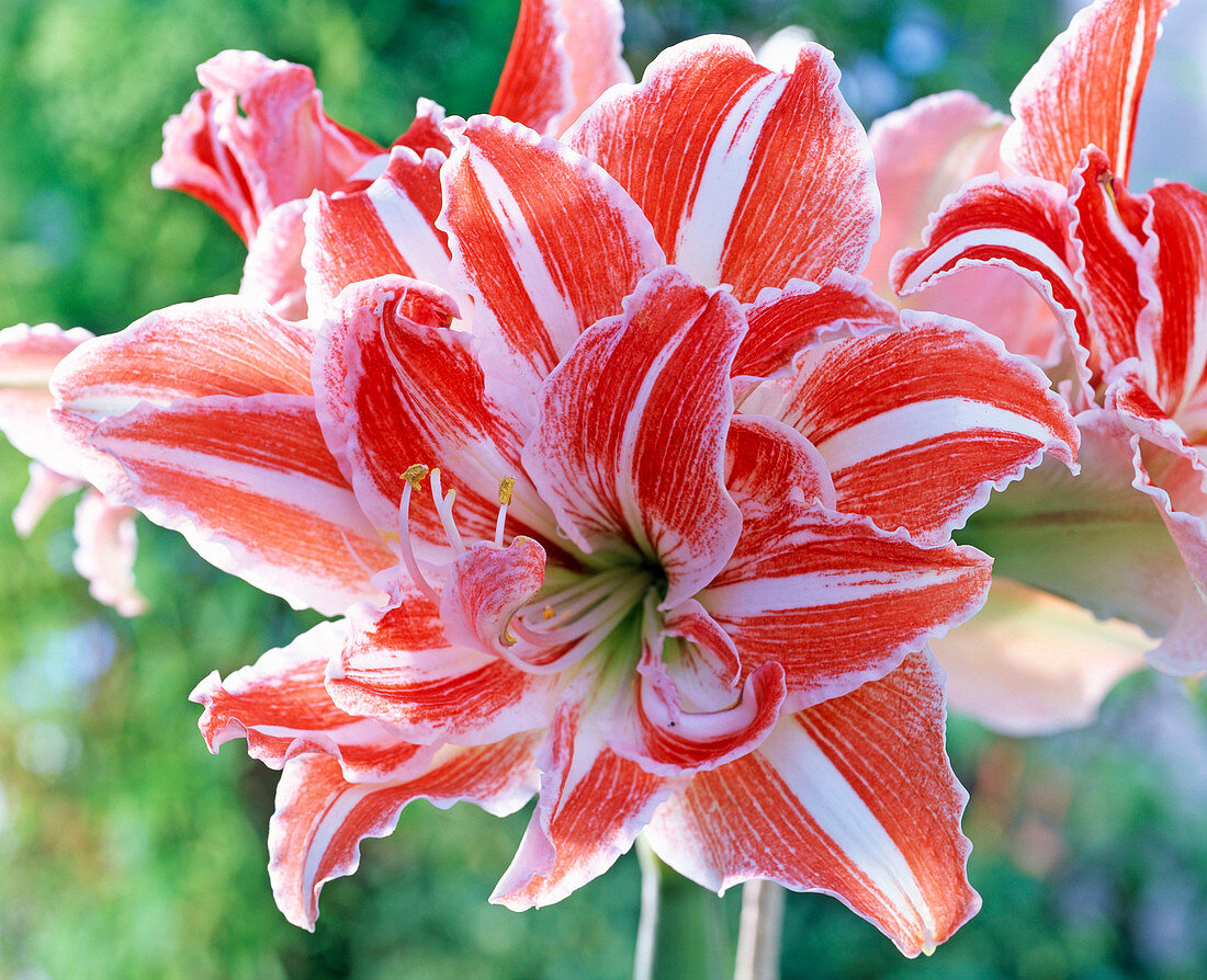 Hippeastrum 'Dancing Queen' filled, red-white-striped