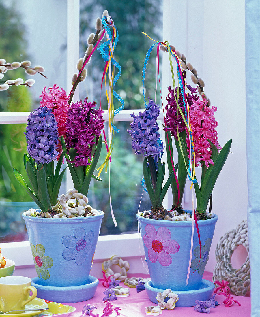 Hyacinthus (Hyacinths) in light blue pots with flowers