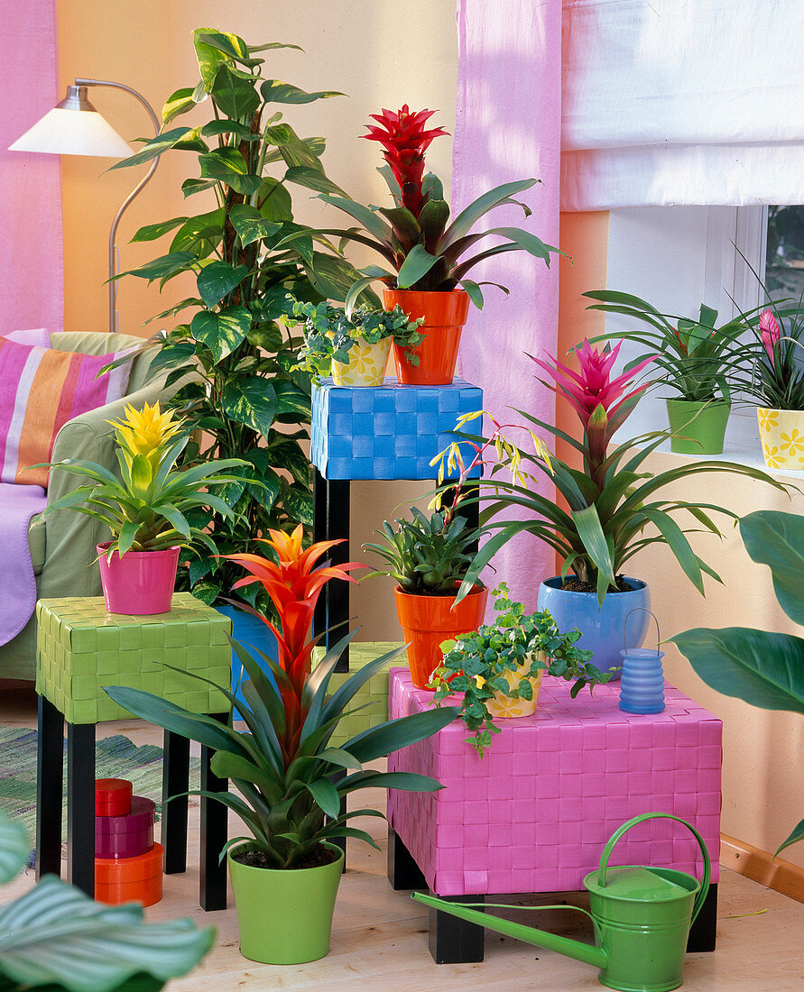 Guzmania (Guzmanien), Epipremnum (Efeutute)