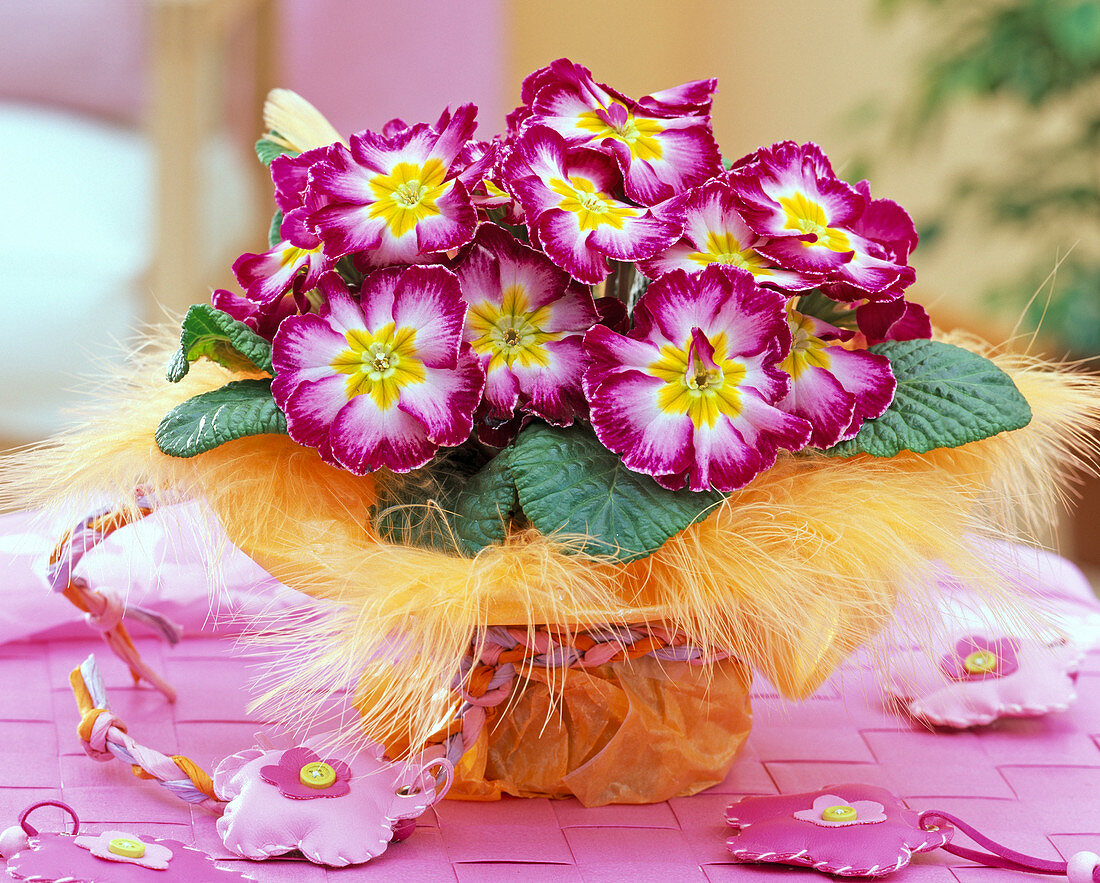 Primula acaulis (spring primrose) in tissue paper