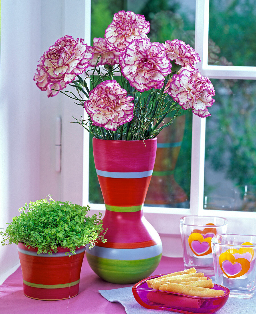 Strauß aus Dianthus (Nelken, pink-weiß)