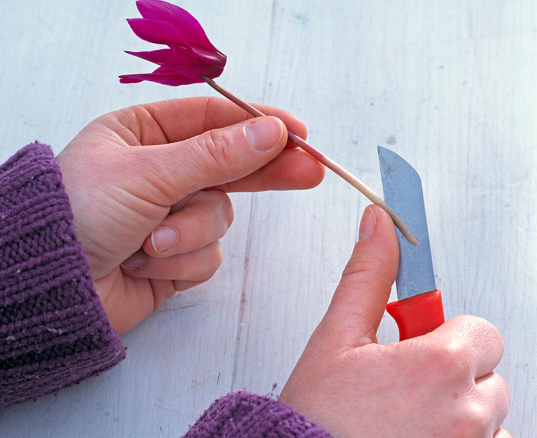 Roter Draht mit Hartriegelstücken als Steckhilfe für Cyclamen (5/7)