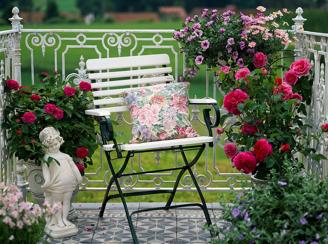 English fragrant shrub roses in glazed pots