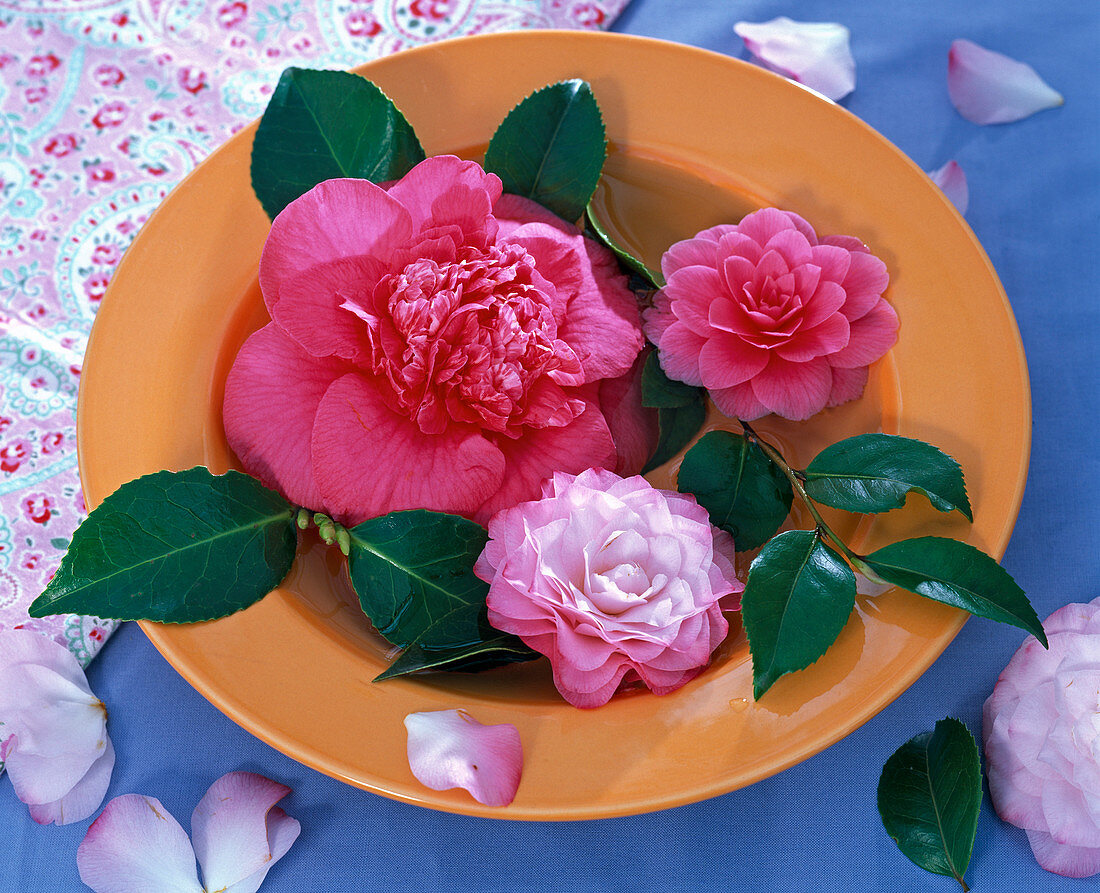 Blüten von Camellia (Kamelie) in orangem Teller