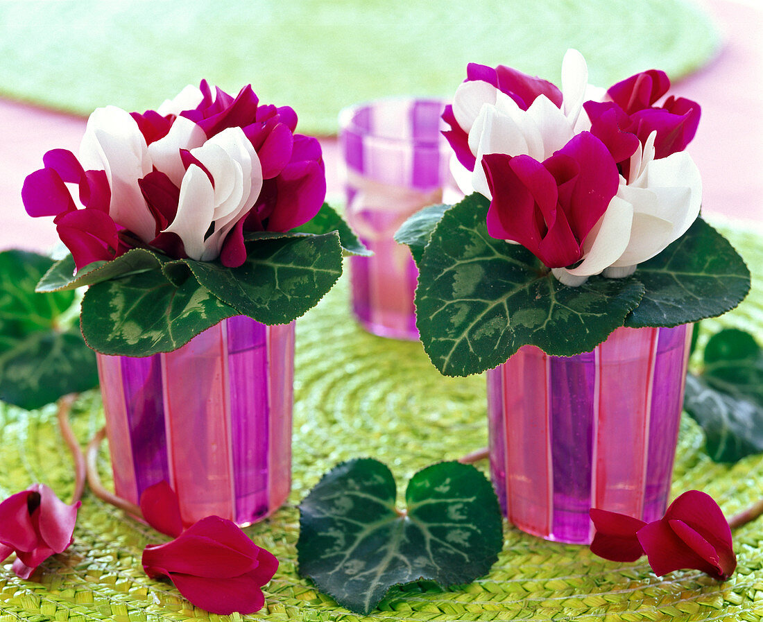 Sträuße aus Cyclamen (Alpenveilchen) in weiß und pink