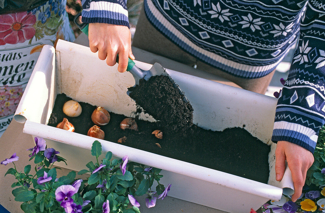 Planting a white metal box with viola, ivy and spring onions (4/9)