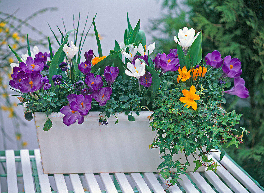 Plant white metal box with viola, ivy and spring onions