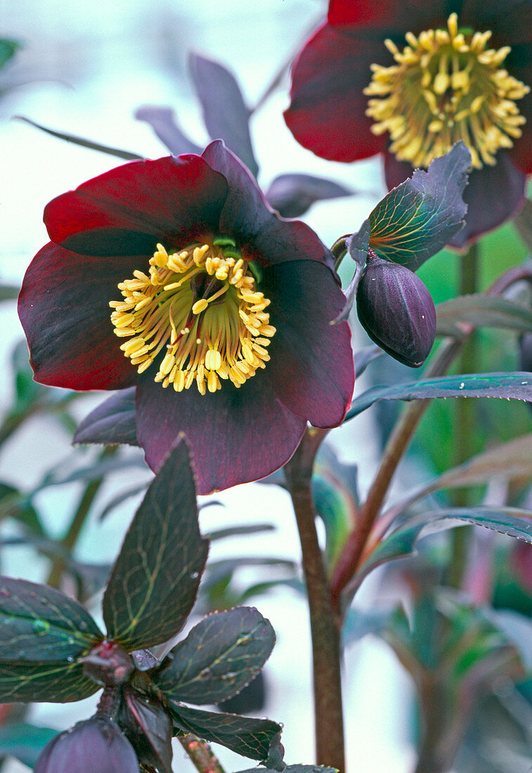 Helleborus Gold Collection 'Merlin' (dark red lentil rose)