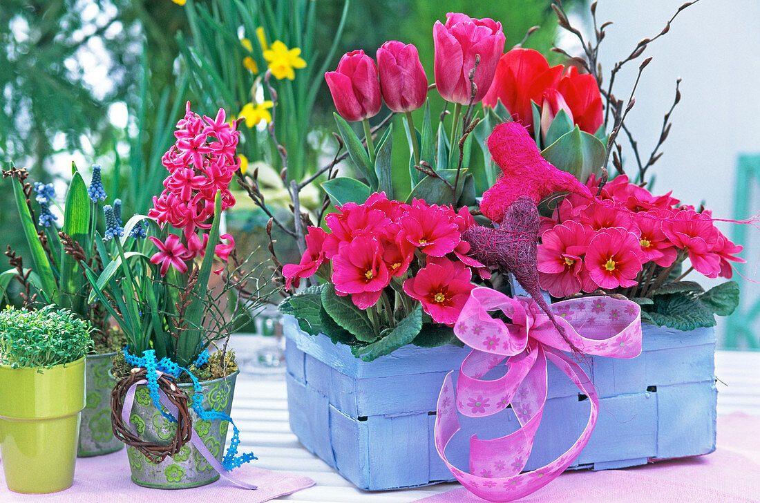 Blauer Spankorb mit Primula acaulis (Frühlingsprimeln)