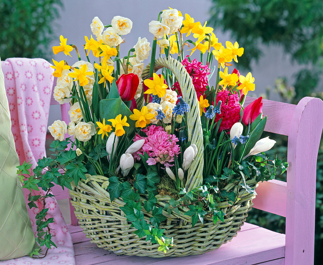 Spring Basket with Narcissus 'Bridal Crown', 'Tete A Tete'