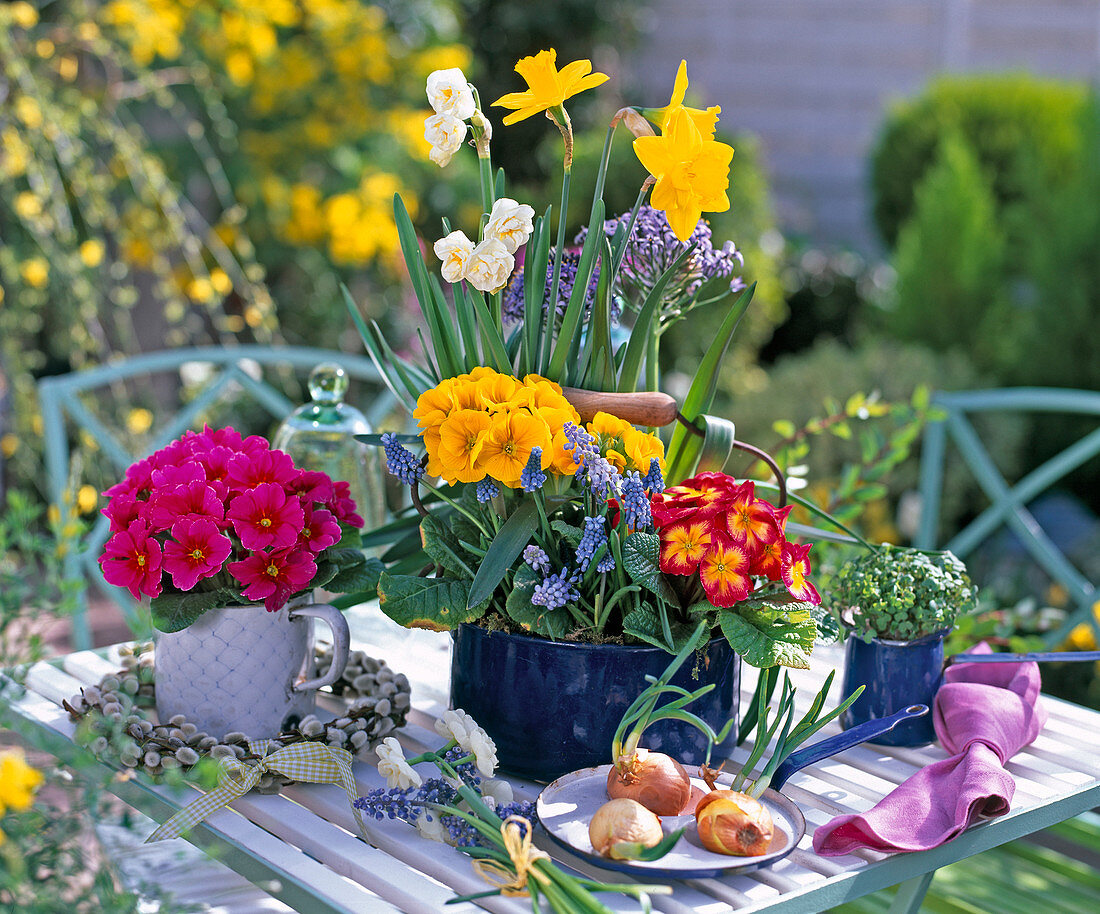 Primula acaulis (spring primroses), Muscari (grape hyacinths)