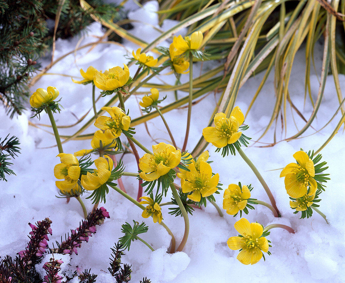 Eranthis hyemalis (winter aconite) in the snow