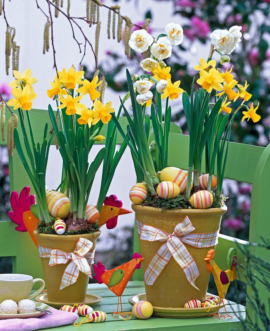 Narcissus 'Bridal Crown' & 'Tete-a-Tete' (Daffodils)