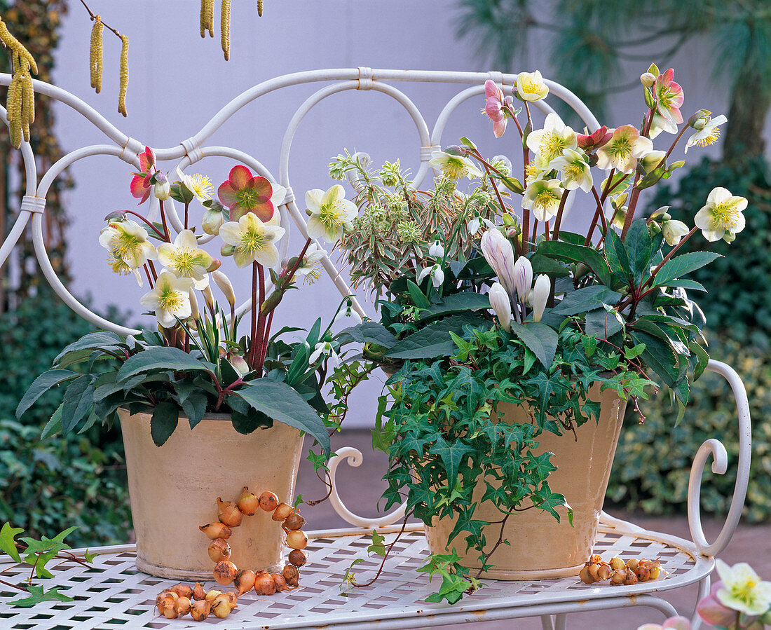 Helleborus Gold Collection (Christmas roses), Euphorbia (spurge)