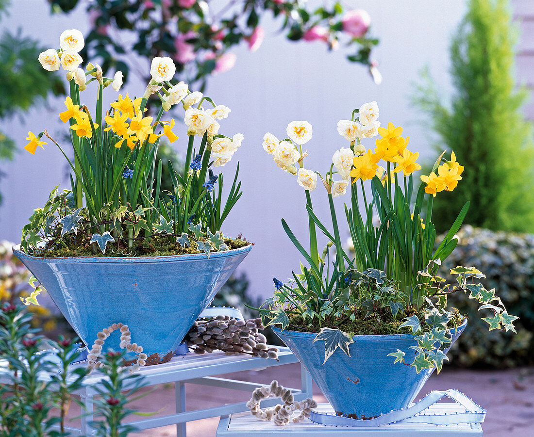 Narcissus 'Bridal Crown' 'Tete a Tete' (daffodil)