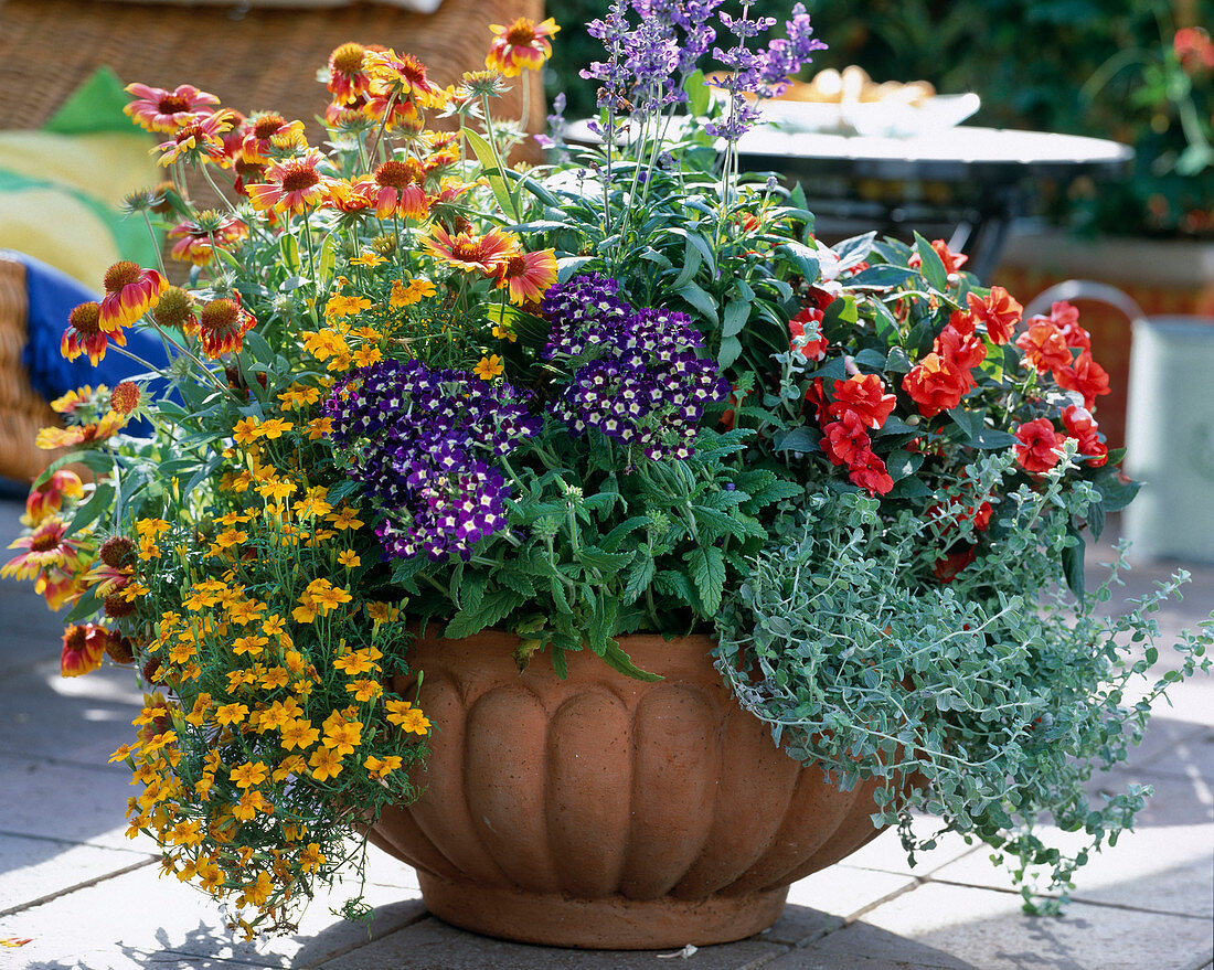 Gaillardia 'Kobold', Tagetes 'Orange Gem', Salvia farinacea,