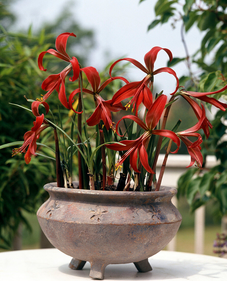 Sprekelia formosissima (Junker lily)