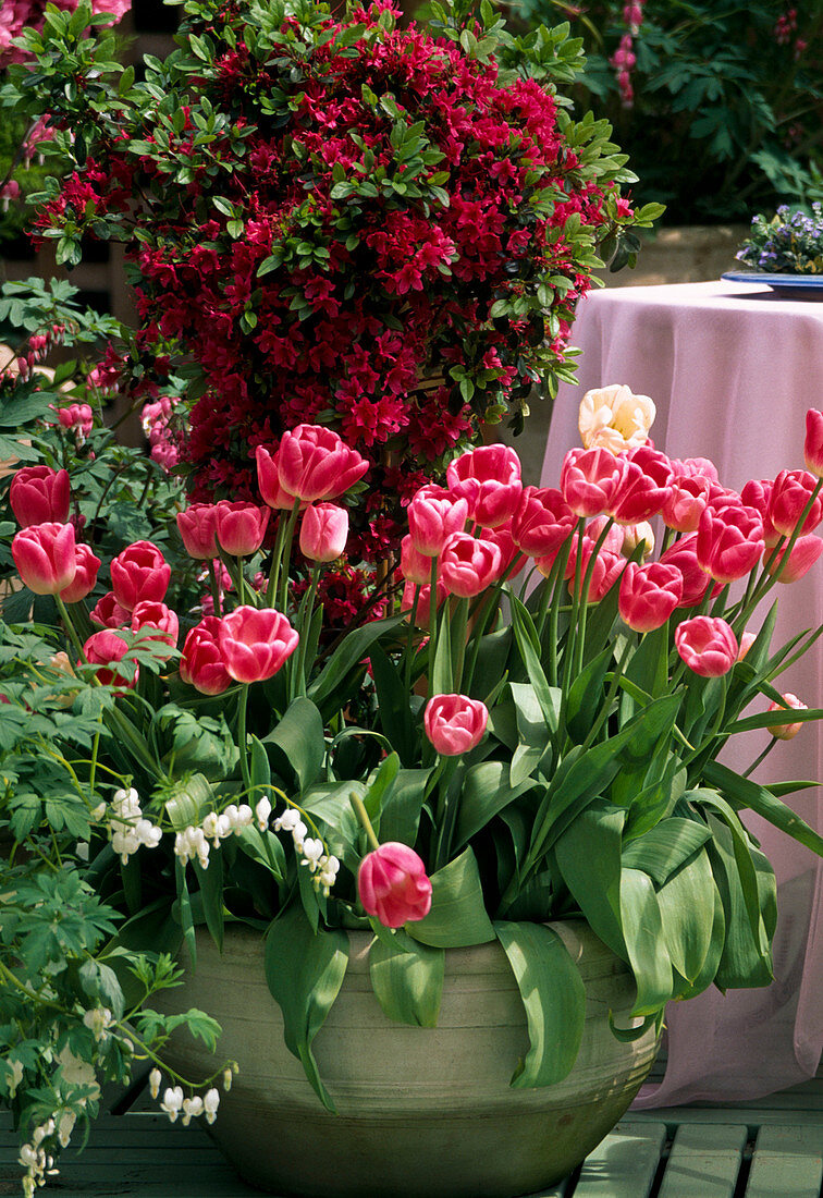 Tulipa hybr, Tulip 'Rossario'