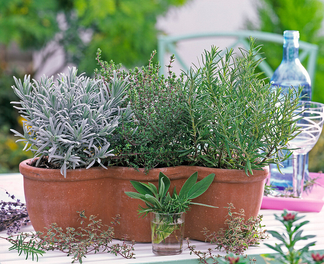 Terracottakasten mit Lavandula (Lavendel), Thymus (Thymian)